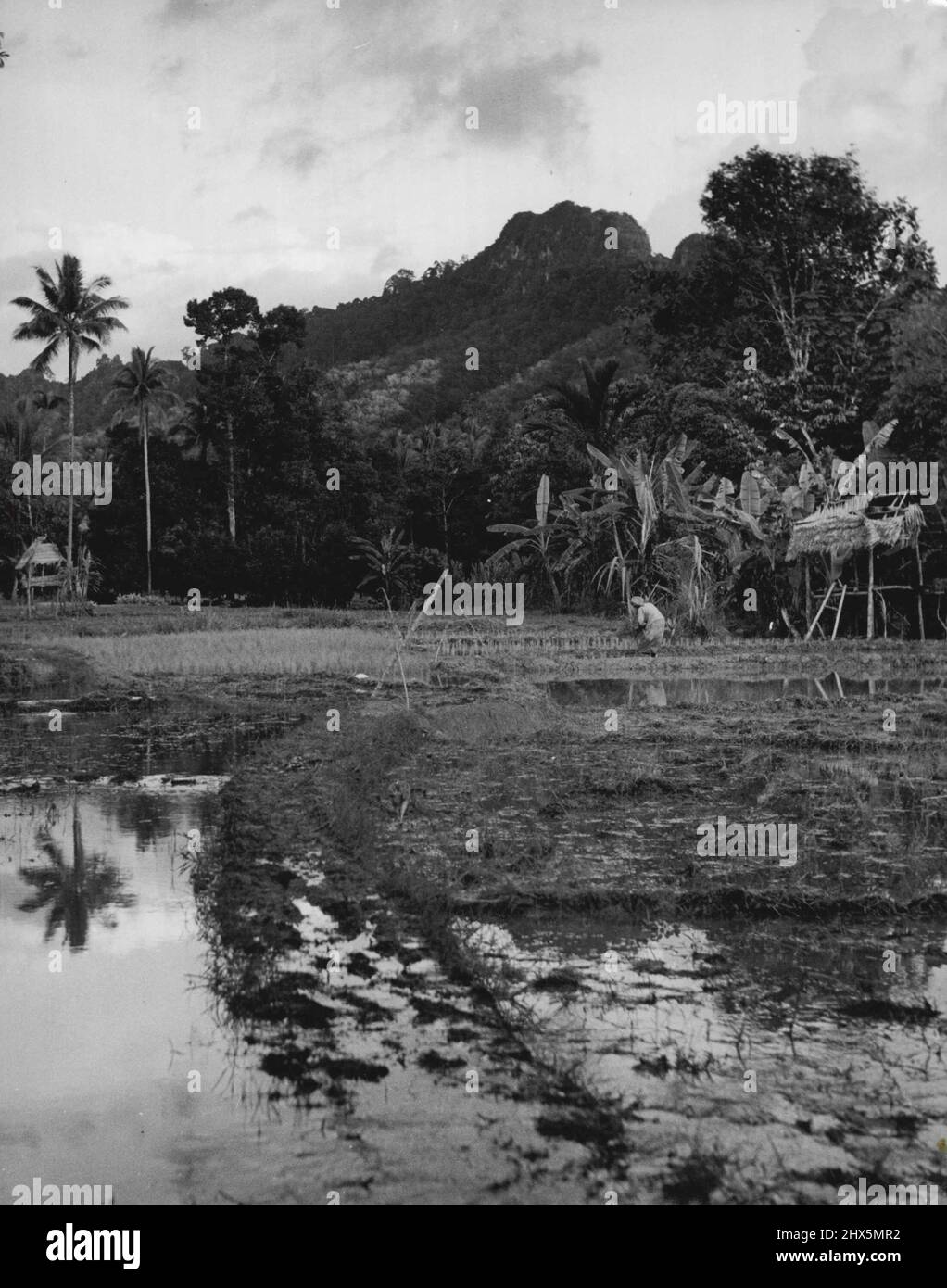 Singapur - Landwirtschaft 11. Dezember 1955. (Foto von Hugh Ross/Fairfax Media) Stockfoto