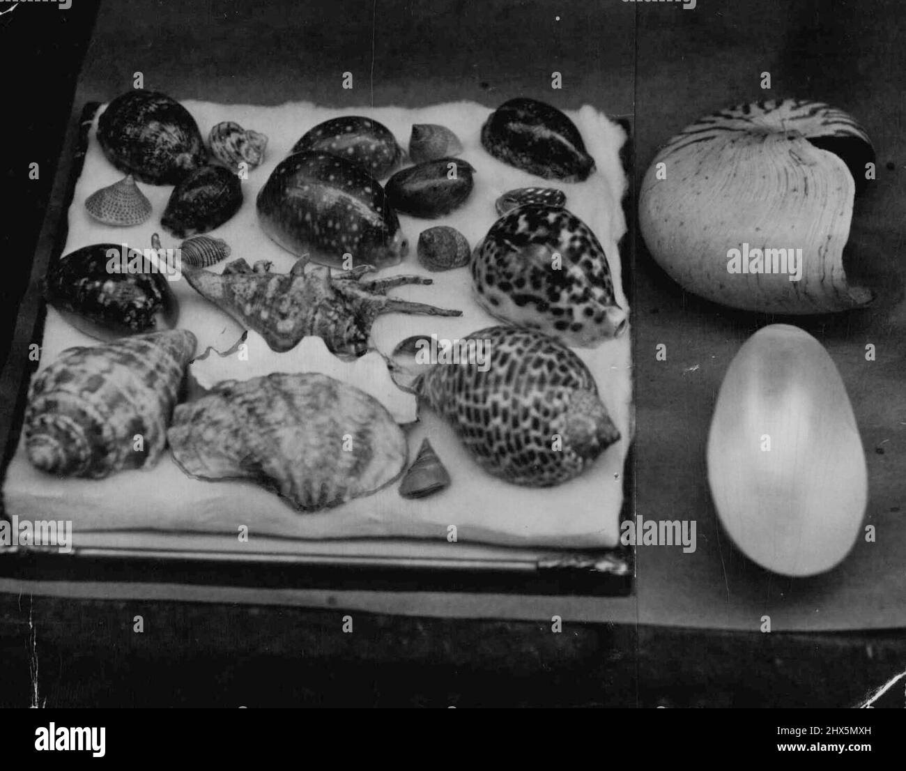 Amerikanische Militärangehöriger kaufen diese Muscheln für 1/- Mangel und £1 die Kosten. 29. Juni 1948. Stockfoto