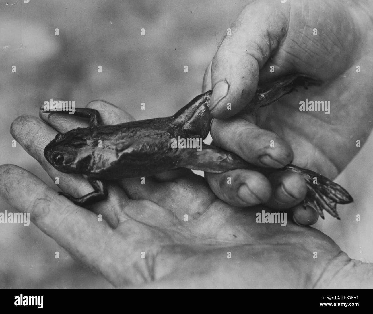 Hier ist Frau Toad – sie wird wertvolle Arbeit im Crown-Street Women's Hospital leisten. Wenn sie Eier legt, bedeutet das, dass eine andere Patientin in der Crown-Street Mutter werden wird. 23. März 1947. Stockfoto