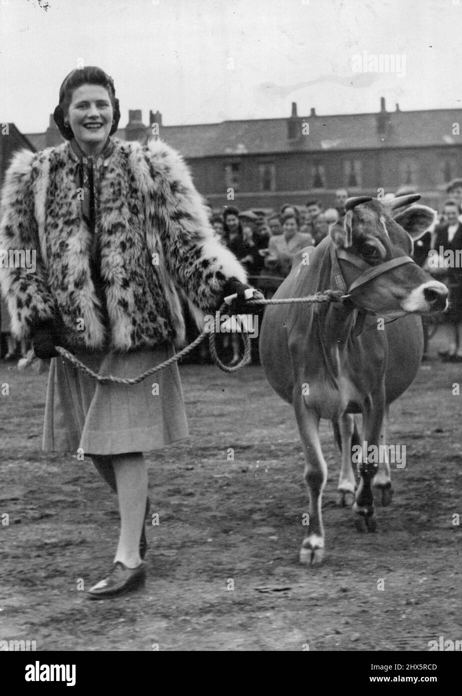 Champion Jersey Cow für Mr. Churchill -- Miss Mary Churchill mit dem Champion ***** Nach der heutigen Präsentation. Seine 24-jährige Tochter Mary nahm heute auf dem Reading Market im Namen von Mr. Churchill ein Champion Jersey für, das ihm von Züchtern von Jersey überreicht wurde. Die Kuh erhielt den Namen 'May Belle of the Isle' und wurde erster Champion ***** Gewinner des Beaders' Cup beim Sommerschnee der Isle of Jersey. 03. Oktober 1946. (Foto von Fox). Stockfoto