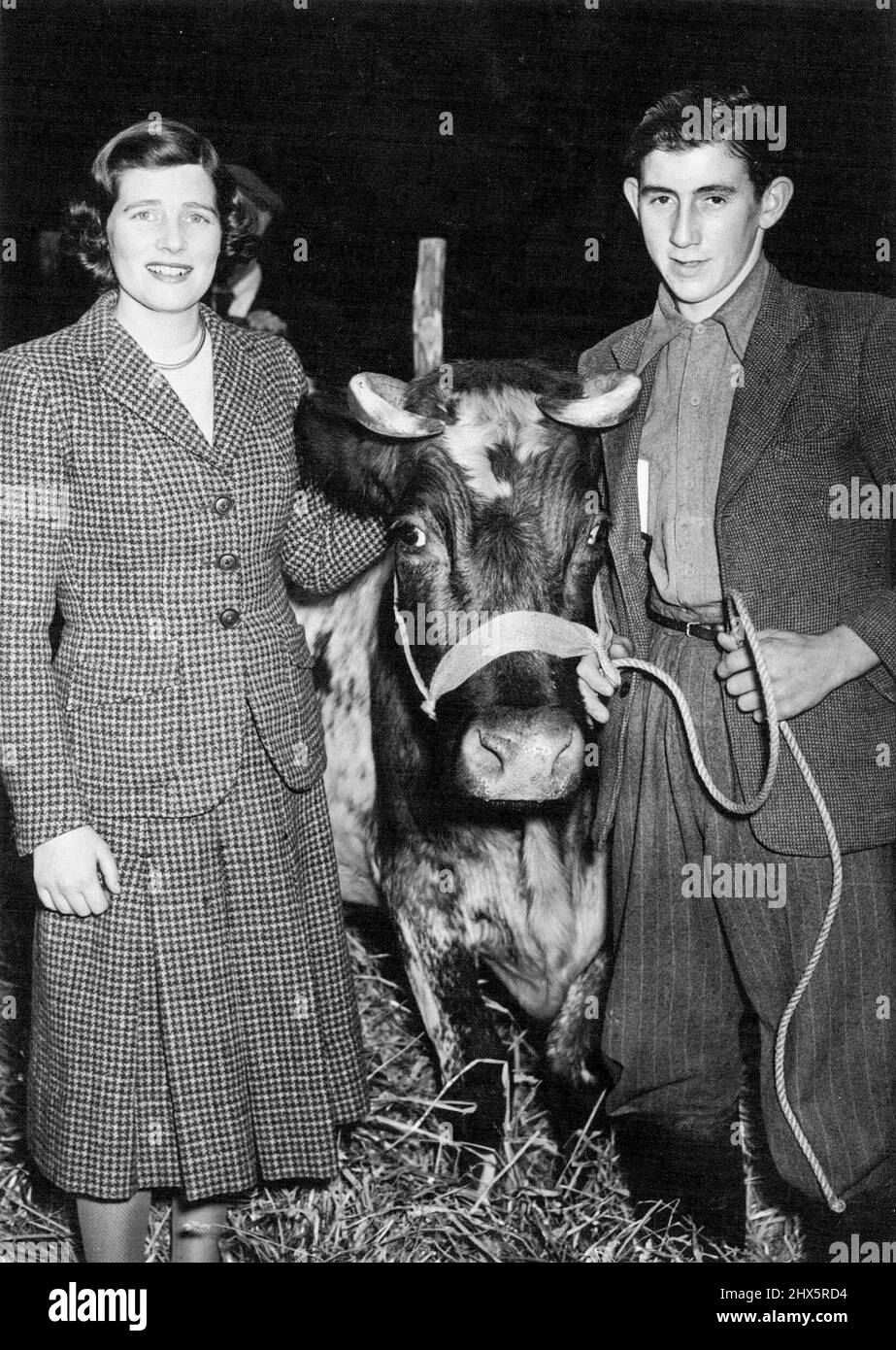 Mr. Churchills Herde von 80 Dairy Shorthorns verkauft von Auktion. Mary Churchill (Ehefrau von Capt. Soames), mit der „Primrose“ ihres Vaters und Mr. J. Friend, The Cowman. Winston Churchills bezeugte Herde von 80 Milchkühen wird heute im Haus des Premierministers in Kent, Chartwell, Westerham, versteigert. In der Chartwell-Herde gibt es viele Preisträger, darunter 'Gratwicke Beatriz', 'Blaxhall Rosalind' und 'Hastoo Lady Hermine'. 13. November 1951. (Foto von Fox Photos). Stockfoto