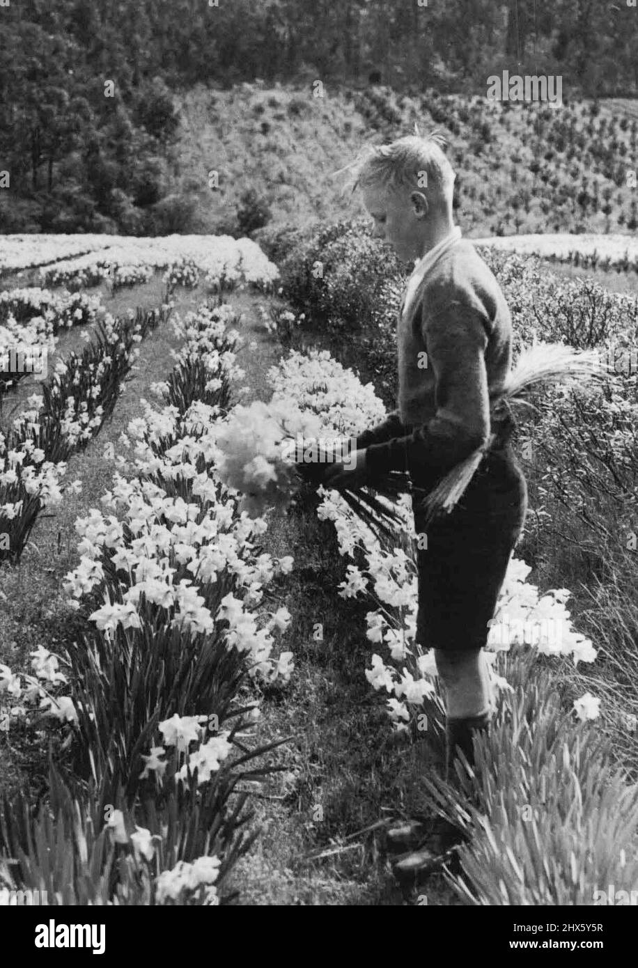 Schüler Für Daffodil Harvest. Das Personalproblem wurde teilweise auf der Narzissenfarm von Herrn A. E. Chandler in Boronia gelöst, indem Kinder während des Schulabwegs und der Ferien als Pflücker eingesetzt wurden ***** Eine Armvoll Blüten. 25. September 1944. Stockfoto