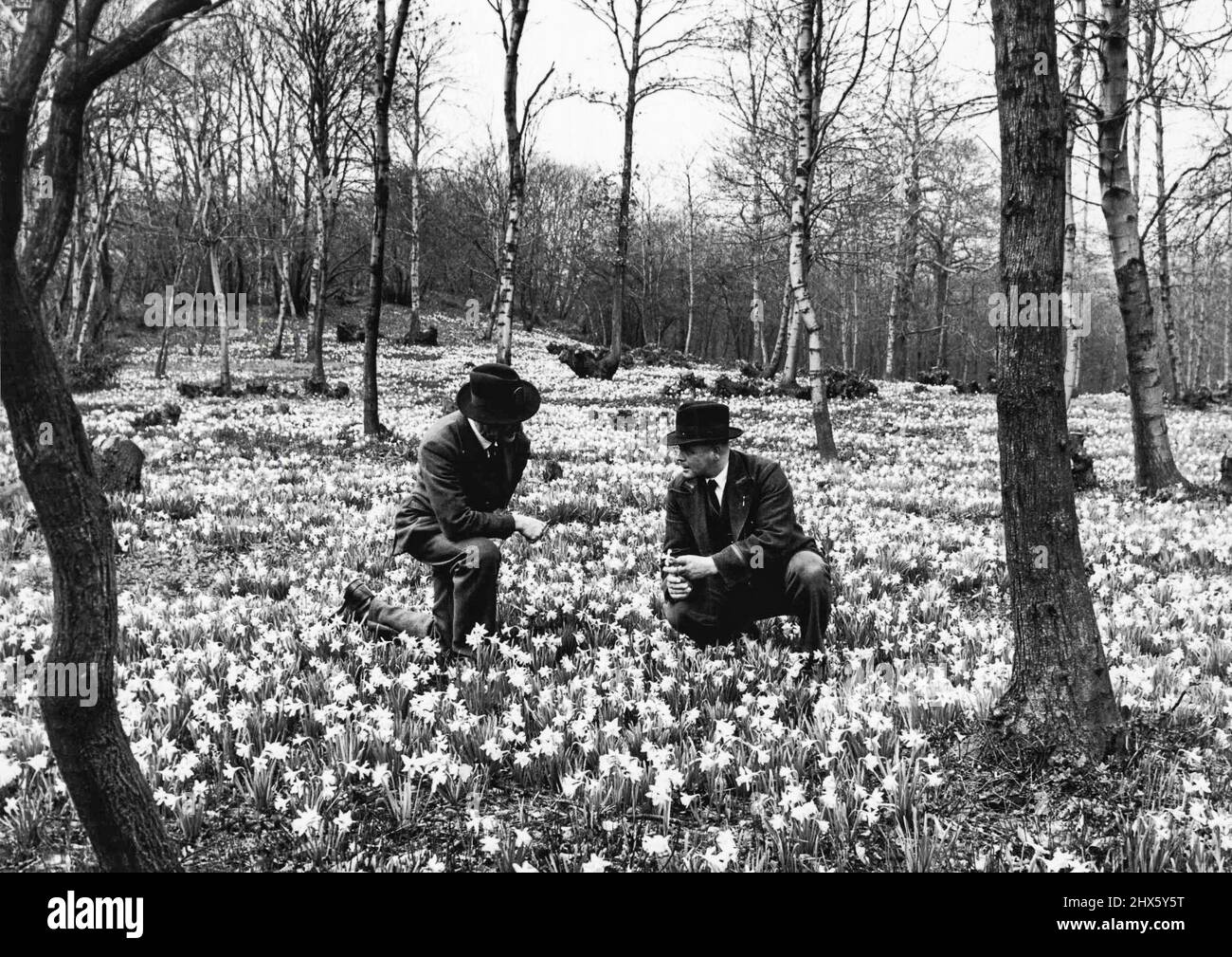 Die Hüter Der Blumen. Keeper E. Tupkin (links) und Keeper A. F. Roberston, Wächter von Bostall Woods (Woolwich), finden, dass ihre Anklagen um das Tausendfache gestiegen sind. Sonnige Wochenenden bringen eine große Anzahl von Blüten und Londonern auf Bostall Heath-so stehen die Wärter nur für den Fall zur Verfügung. 27. März 1950. (Foto von Fox Photos) Stockfoto