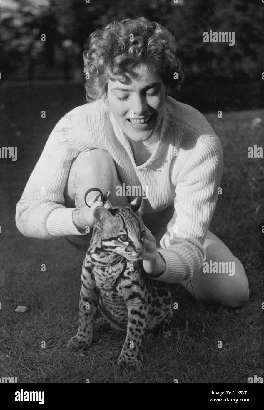 A Stranger Playmate - die blonde Hasel Gulland mit ihrer verspielten drei Monate alten 'Kalu' im Chessington Zoo, während eines ihrer Besuche. Hazel Gulland, ein ehemaliger Debutanto aus Edinburgh, besuchte den Chessington Zoo und genoss es, etwas Spaß mit 'Kalu' zu haben, dem drei Monate alten amerikanischen Ozelot. Der Ozelot ist das jüngste ***** des Zoos Und obwohl er im Moment verspielt genug aussieht, wird er zur Größe eines ausgewachsenen Leoparden ***** heranwachsen Haut wird unter anderem zur Herstellung von Fell verwendet Stockfoto