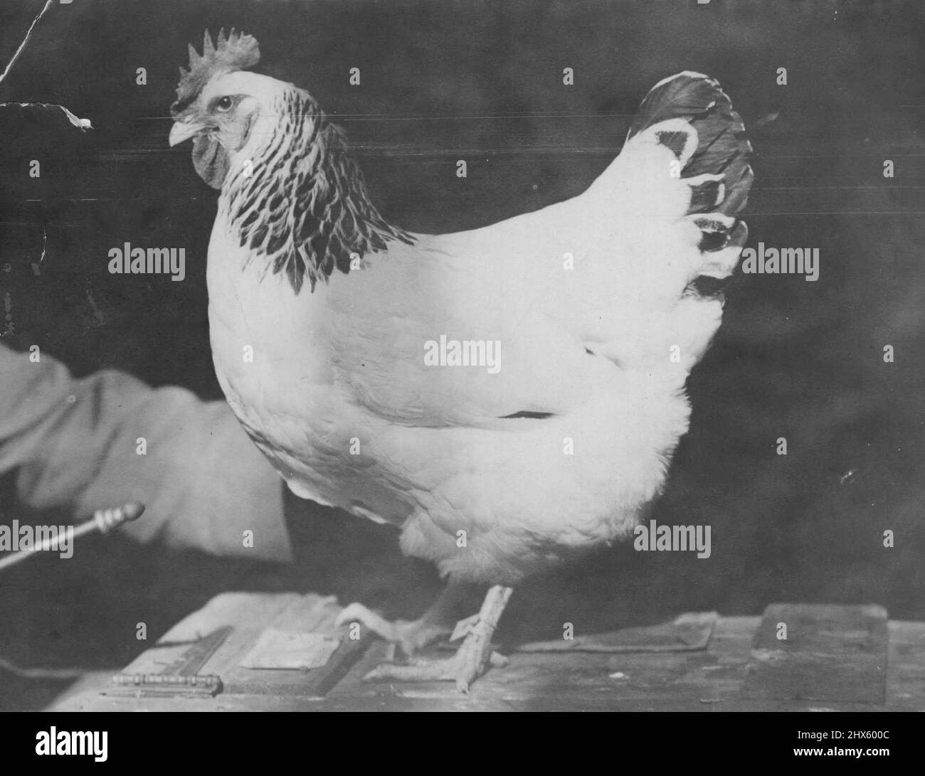 Champion ***** Henne. 31. Januar 1942.;Champion ***** Henne. Stockfoto