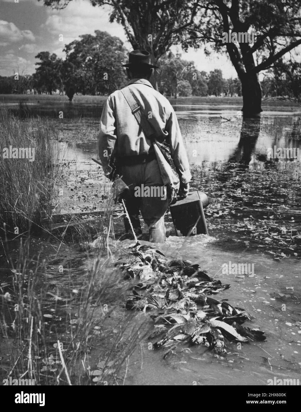 Am nächsten Samstag um 5 Uhr werden Tausende von Gewehren brüllen, während die offene Saison 1971 für Enten beginnt - Dreharbeiten - und sogar ein Hubschrauber wird bei der Tötung sein. Mehr als 10.000 Männer werden sich vor dem frühen Morgengrauen hinter Bäumen, Büschen, in schleimigen Sumpfgewässern geschwollen oder Gummibäume hochgeglänzt haben, um ihren Steinbruch zu bewalden. 23. April 1955.;am kommenden Samstag um 5 Uhr werden Tausende von Gewehren brüllen, während die offene Saison 1971 für Enten - Schießen beginnt - und sogar ein Hubschrauber wird bei der Tötung sein. Mehr als 10,0 Stockfoto