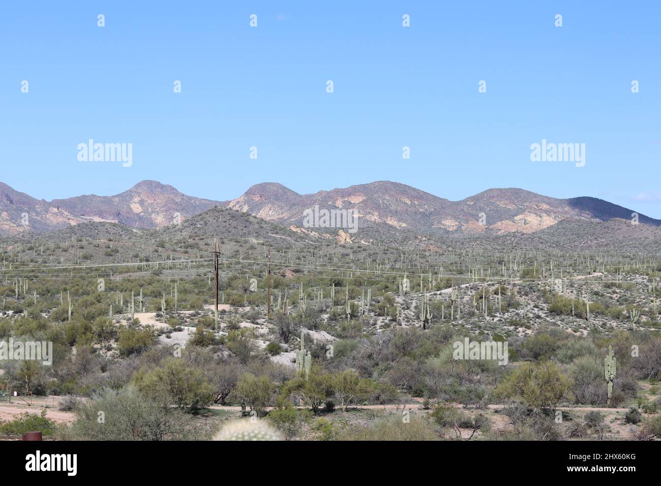 Wüstenlandschaft aus der Geisterstadt Goldfield in Arizona. Stockfoto