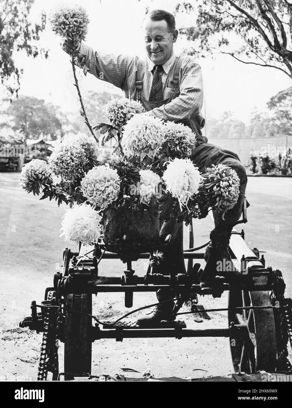 Diese improvisierte Vase - ein Eimer - auf dem Sitz eines Rasenmähers stellt die Ausrüstung für eine Lektion über Tischdekoration im Kindergarten des Melbourne City Council, Royal Park, bereit. Herr D. Page lernt, Chrysanthemen zu arrangieren, die das Rathaus während der Königlichen Tour dekoriert hätten. Jetzt sind sie für die Chrysantheme-Show morgen und am Samstag im Unteren Rathaus vorgesehen. 01. Juni 1949. Stockfoto