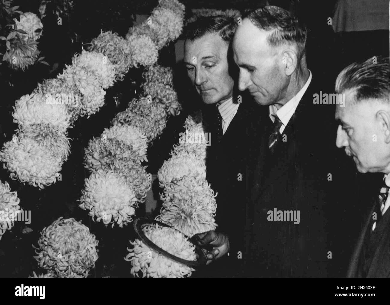 Scharfsichtiger Richter, Herr J. A. McDonald (links) und Herr Alphonse Anderson, untersuchen Exponate auf der Chrysantheme-Schau bei David Jones' Today, wo Hunderte von erlesenen Blüten zu sehen sind. 27. April 1944. Stockfoto