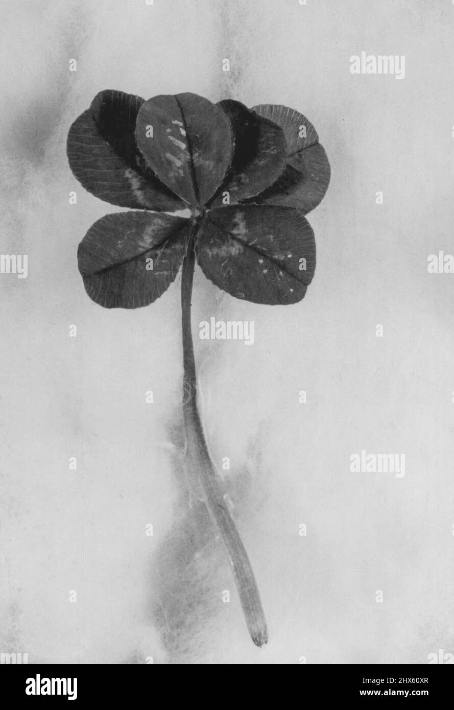 Extra Lucky: Sechs - lea-Kleeblatt von ***** gefunden Bill Carter vor seinem Haus in der Malsbury-Straße. ***** hurst, gestern. Bill ***** Ich fand vier Blätter und fünf ***** Kleeblatt im gleichen ***** . 19. Oktober 1943. Stockfoto