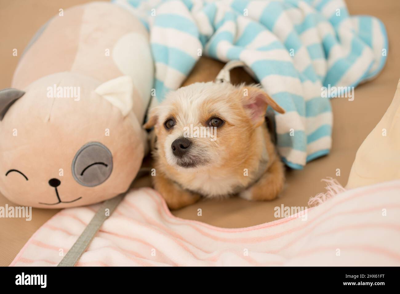 Nahaufnahme chihuahua Welpen Hund schlafen mit Spielzeug und Puppe im Schlafzimmer. Stockfoto