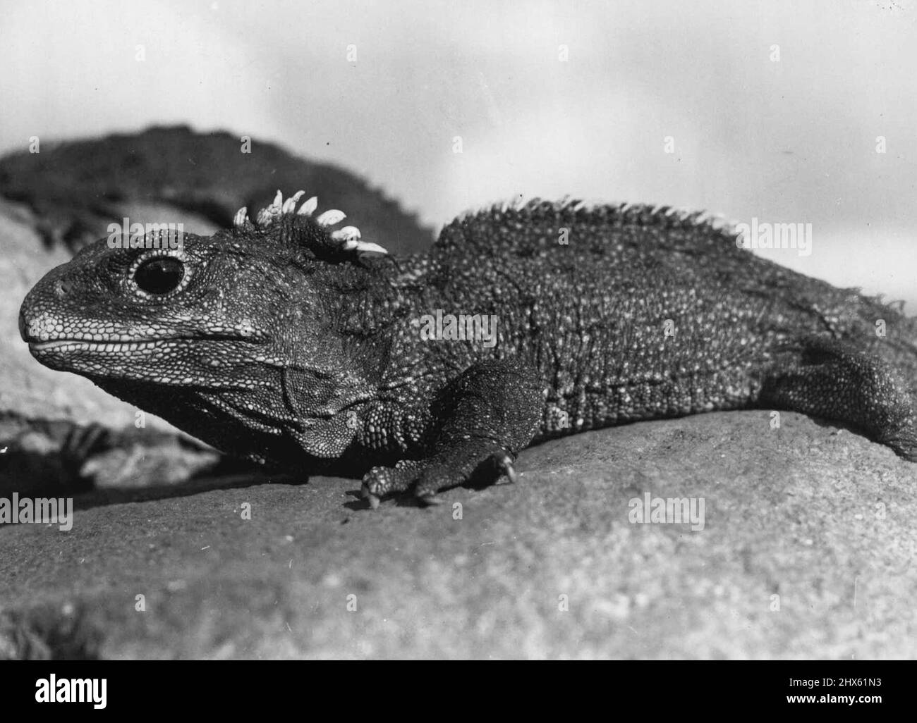 Tuatara (Sphenodon punctatus). Eine Wiederholung in der Länge, die immer noch in geringer Anzahl existiert, vor allem vor der Nord-Auckland Ostküste, Bay of Strait. Tuataras einst Nordinsel Festland, aber sind längst verschwunden. Die Tuatara ist kein ***** Überlebender einer Gruppe alter Reptilien etwas ***** Fossile Dinosaurier. Es ist wirklich ein lebendes Fossil, eines von ***** Fälle des Überlebens einer Gruppe, die ***** Vor vielen Millionen von Jahren. 18. Juli 1949. Stockfoto