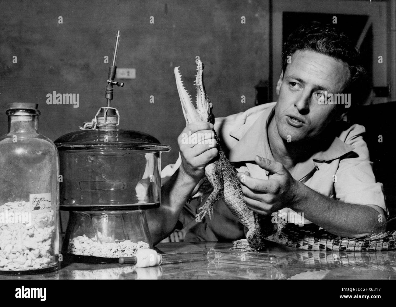Mit einem Krokodil in einer Hand erklärt Worrell die Arbeit eines Exsikkators, der Schlangengift zur Konservierung oder Herstellung dehydriert und Wissenschaftlern, die wissen, wie man es verwendet. 13. Februar 1952. Stockfoto