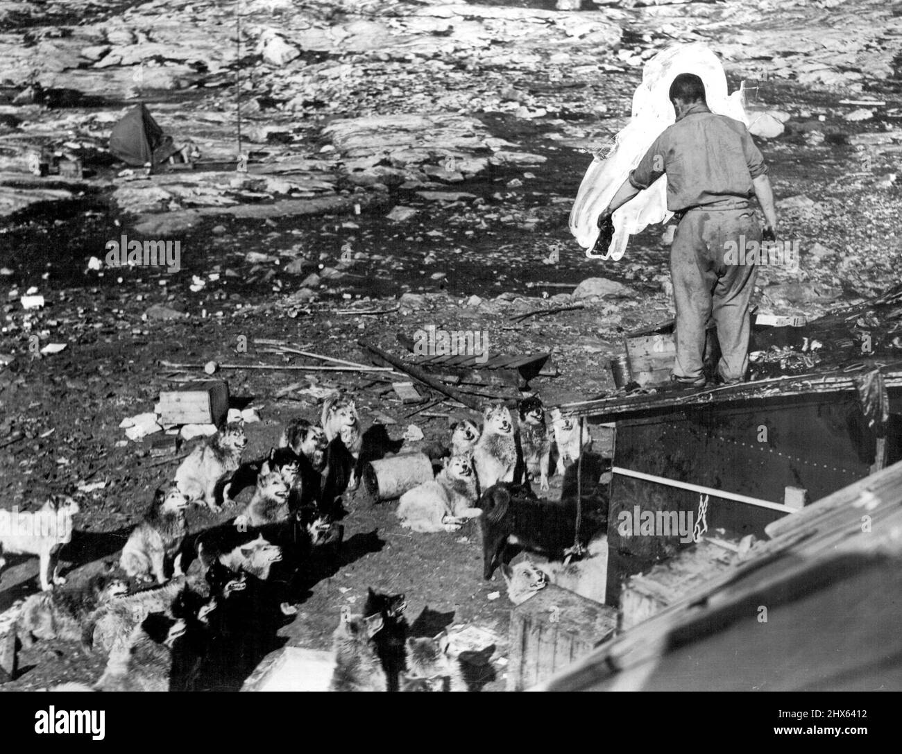 British Arctic Air Route Expedition: Scott füttert die Schlittenhunde der Expedition vom Dach der Base Hütte. 15. Oktober 1931. (Foto der British Arctic Air Route Expedition). Stockfoto