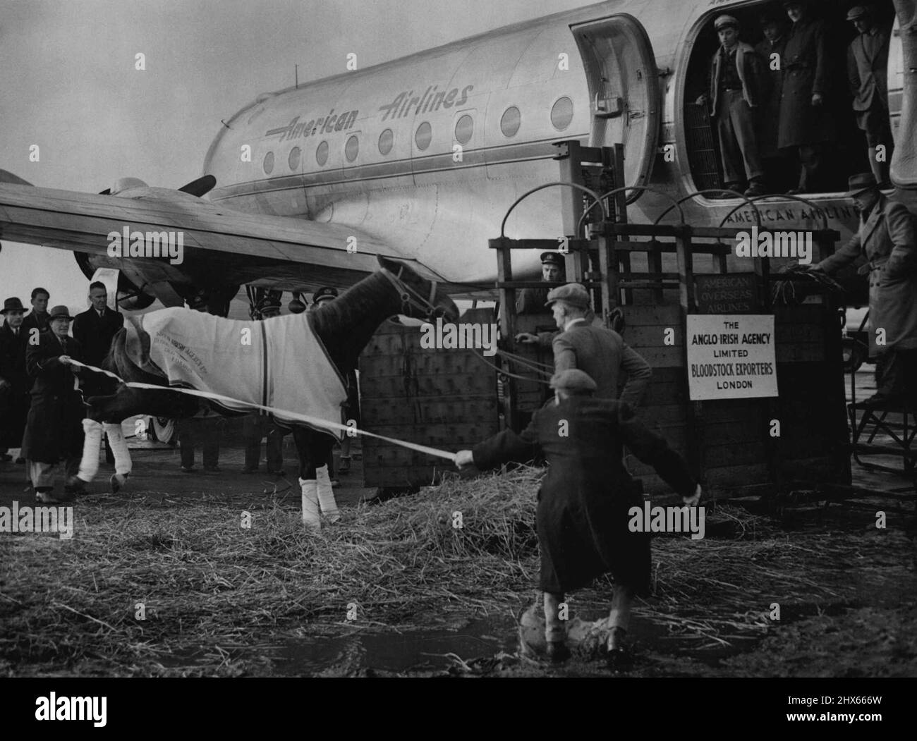 Horses Go by 'plane -- vor kurzem wurden britische Rennpferde im Wert von mehr als £60.000 zu neuen Besitzern in Amerika geflogen. Bild unten zeigt Lawfare, der an einem Londoner Flughafen an Bord des Flugzeugs gehisst wird. Flugzeug ist ein Skymaster. 28. Januar 1947. (Foto von Associated Press Ltd.). Stockfoto