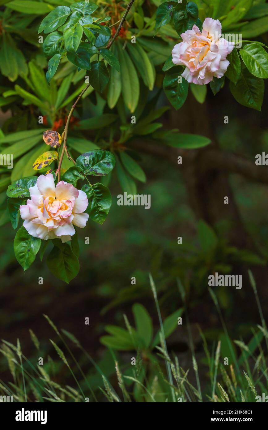 Leichte pfirsichfarbene Kletterrose, die durch den Rhododendronzweig blüht Stockfoto