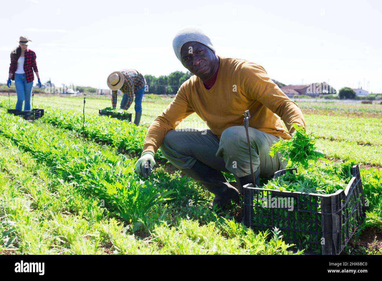 afroamerikanischer Arbeiter, der im Garten grünes mizuna (Brassica rapa nipposinica laciniata) erntet Stockfoto