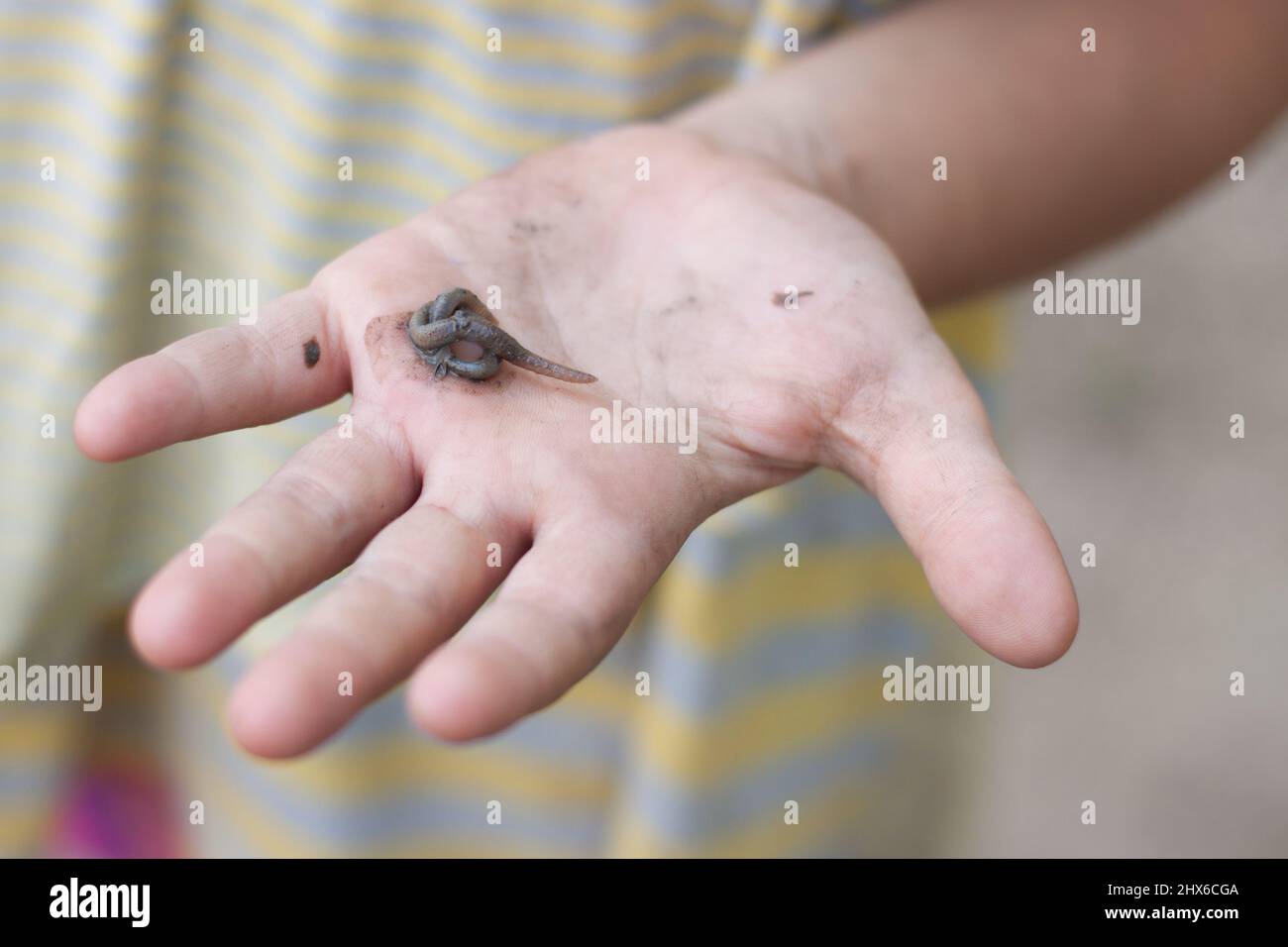 Regenwurm in der Hand eines Kindes Stockfoto