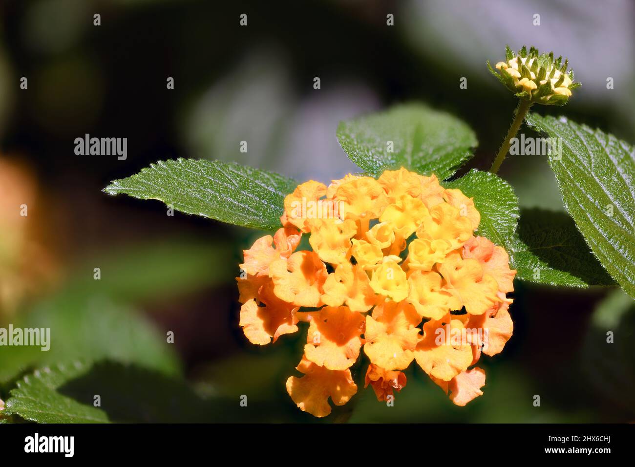 Gelbe Lantana blüht im Lata Sommer. Sie sind in den tropischen Regionen Amerikas und Afrikas beheimatet und werden bei der Zubereitung der Blütenessenz verwendet Stockfoto