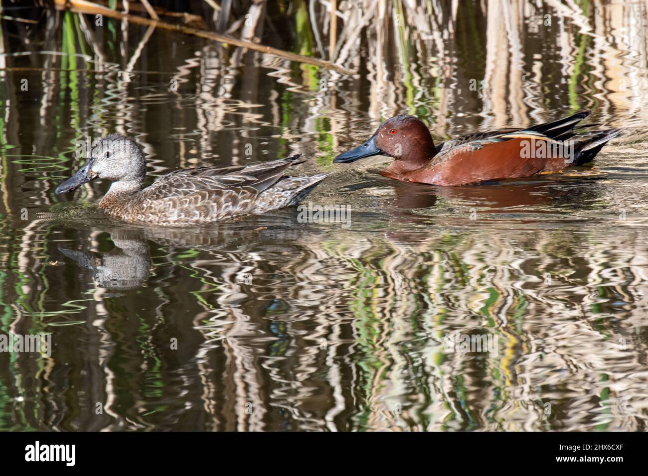 Zimtgrün (Spatula cyanoptera) Stockfoto