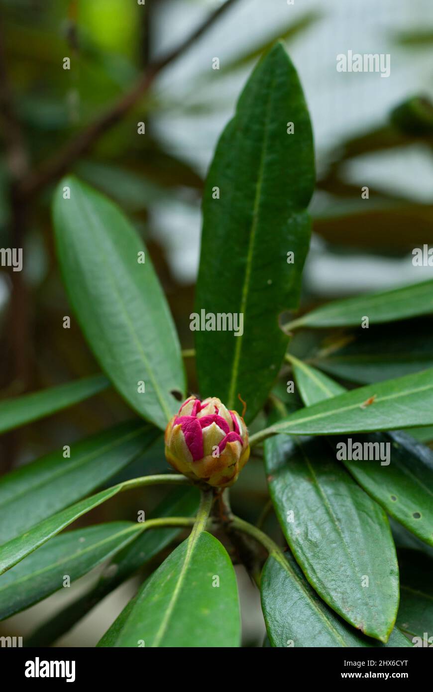 Einer bltenknospe eines rhododendron -Fotos und -Bildmaterial in hoher  Auflsung  Alamy