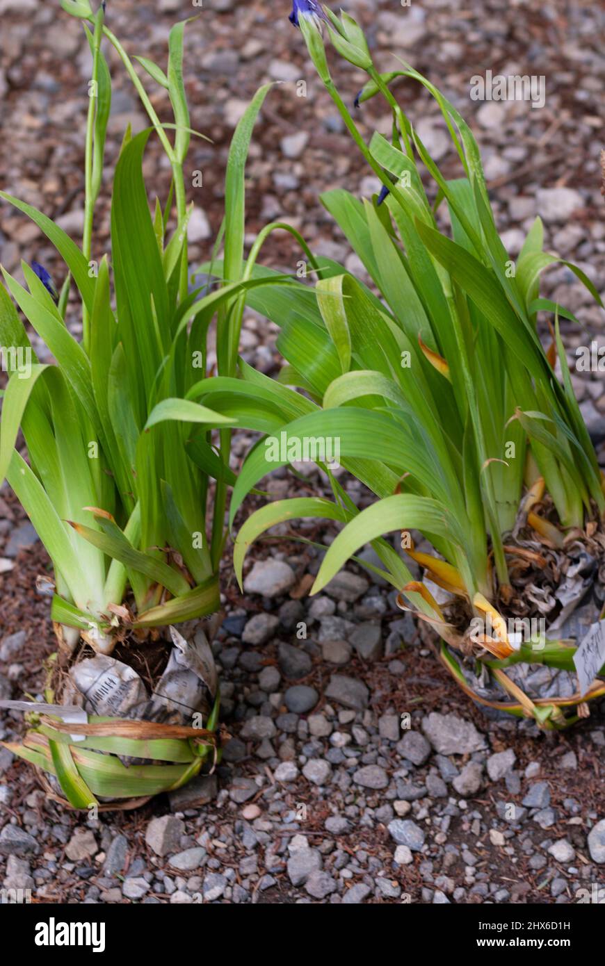 Iris-Pflanzen zum Verkauf auf dem Mount Takao-san, Tokyo, Japan. Stockfoto