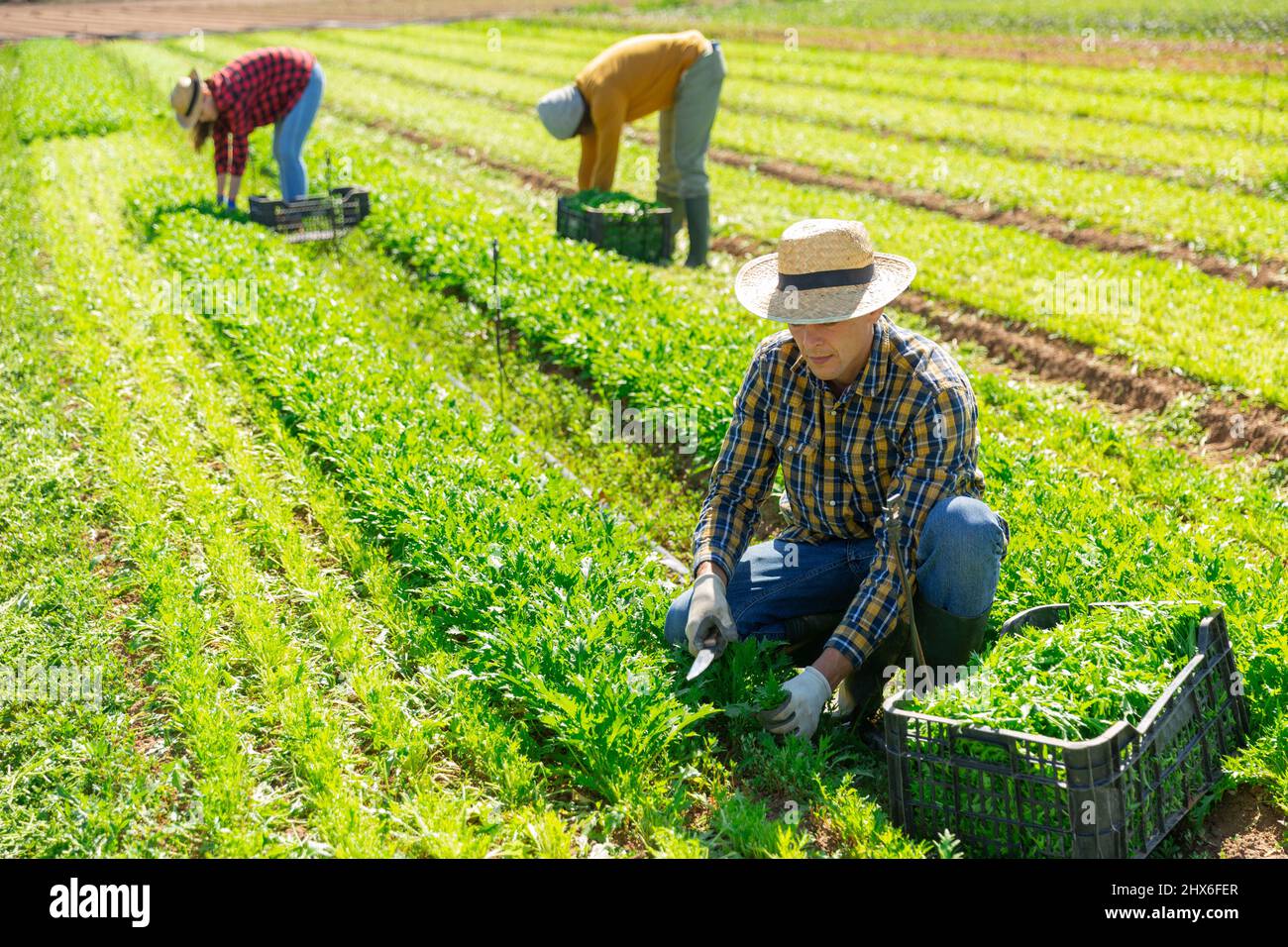 Bauer erntet und schält auf dem Feld die grüne mizuna (Brassica rapa nipposinica laciniata) Stockfoto