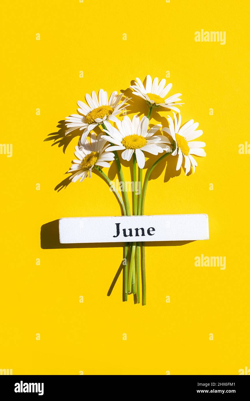 Kalender Sommer Monat Juni und Kamillenblüten auf gelbem Hintergrund. Draufsicht Flat Lay. Minimalkonzept Hallo Juni. Draufsicht, Flat Lay, Begrüßung Auto Stockfoto