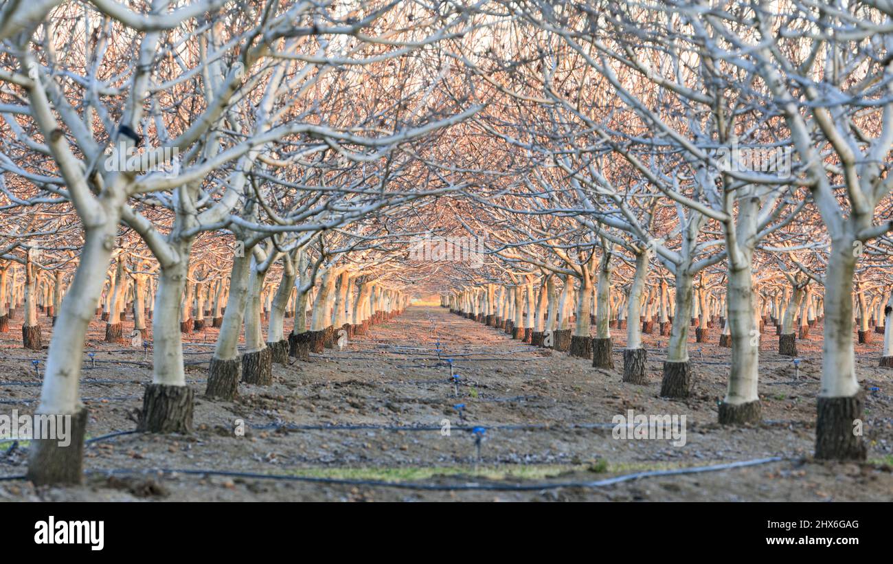 Sonnenuntergang über Walnut Orchard. Winters, Yolo County, Kalifornien, USA. Stockfoto