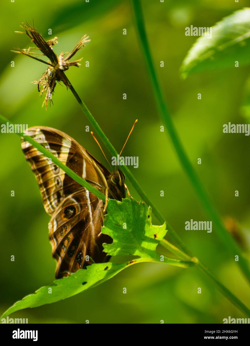 Großer brauner Schmetterling auf grünem Blatt. Bambusbaumbraun ( Lethe europa). Stockfoto