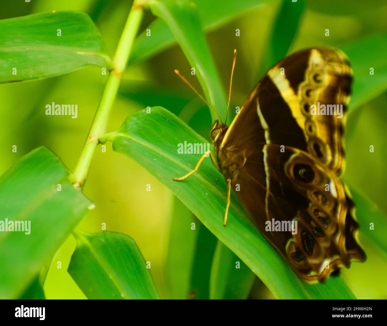 Erstaunlicher Schmetterling auf grünem Blatt. Bambusbaumbraun ( Lethe europa). Stockfoto
