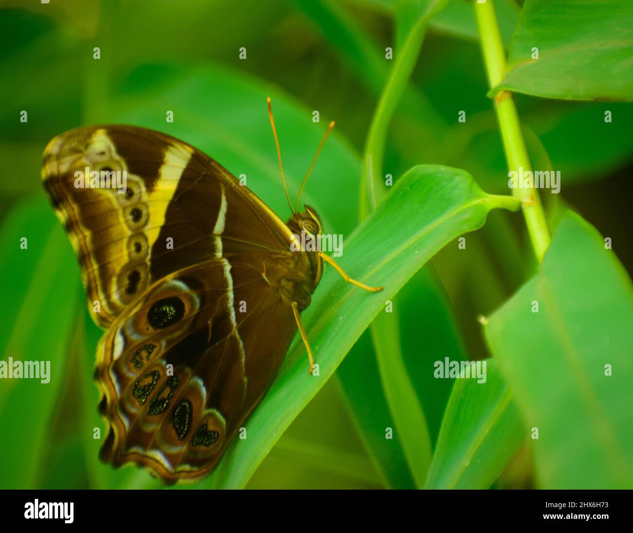 Schöner Schmetterling auf grünem Blatt. Bambusbaumbraun ( Lethe europa). Stockfoto