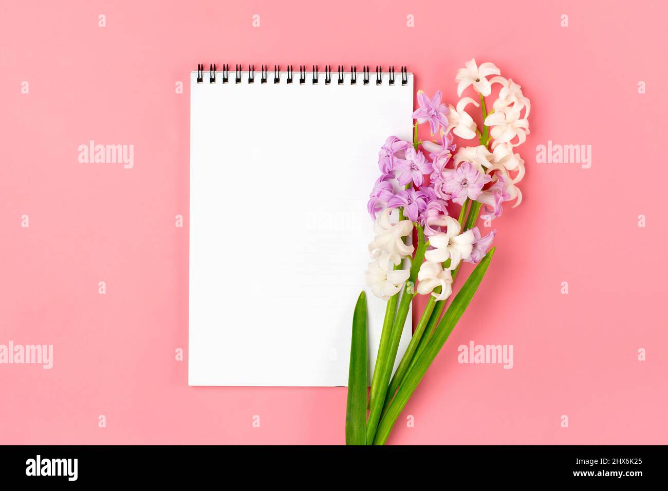 Blumenstrauß aus Frühlingsblumen aus lila Hyazinthen, Notizblock auf rosa Hintergrund Draufsicht Flat Lay Holiday Card Hallo Frühlingskonzept. Stockfoto