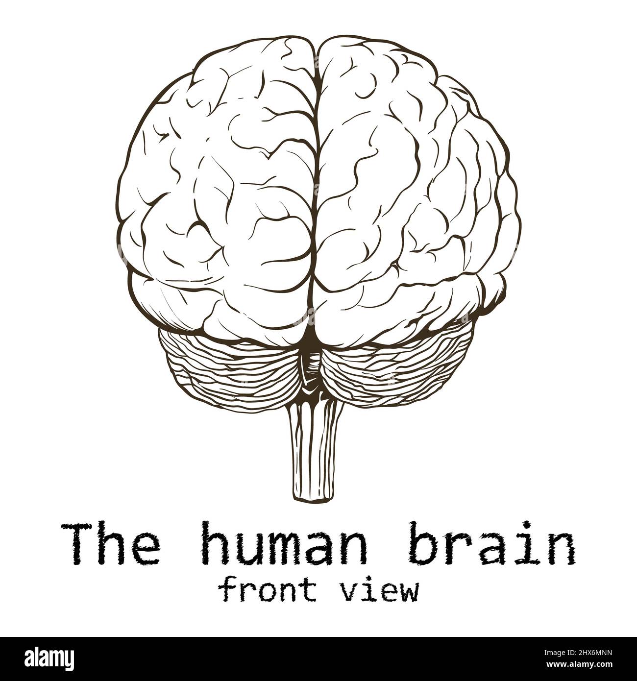 Menschliches Gehirn auf weißem Hintergrund gemalt Stockfoto