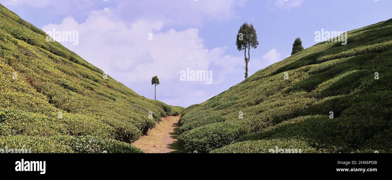 Malerischer Blick auf den grünen Gopaldhara-Teegarten bei mirik in der Nähe der darjeeling-Bergstation im Westen von bengalen, indien Stockfoto