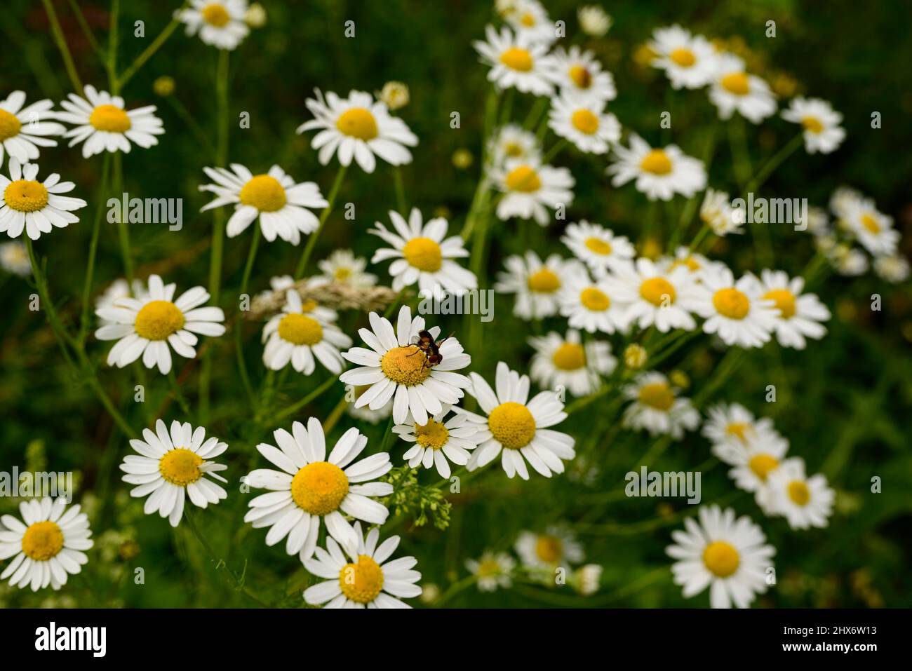 Nahaufnahme eines Blumenstrauens blühender Kamillen (Matricaria chamomilla). Kamille ist eine Pflanzenart innerhalb der Familie der Gänseblümchen (Asteraceae). Stockfoto