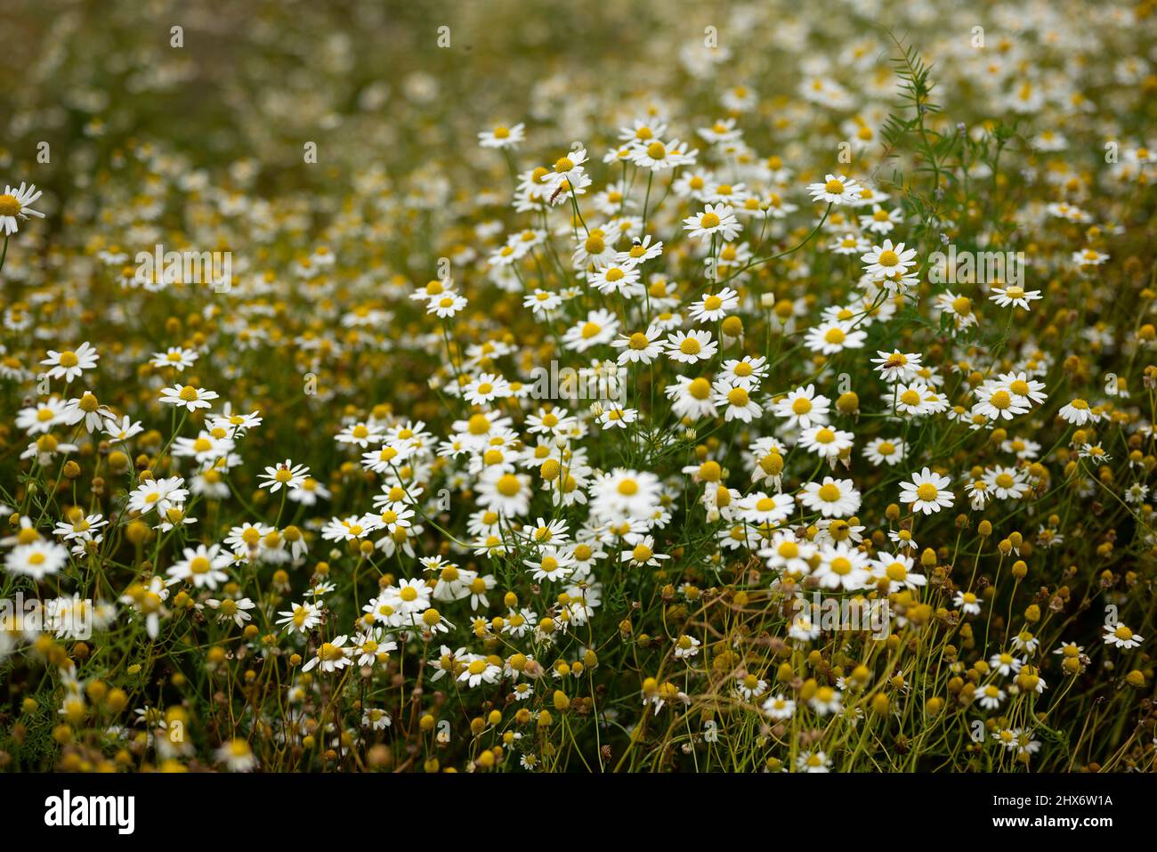 Wunderschöne Wildkräuterwiese mit üppig blühender Kamille (Matricaria chamomilla). Kamille ist eine bekannte Heilpflanze innerhalb der Familie der Gänseblümchen. Stockfoto