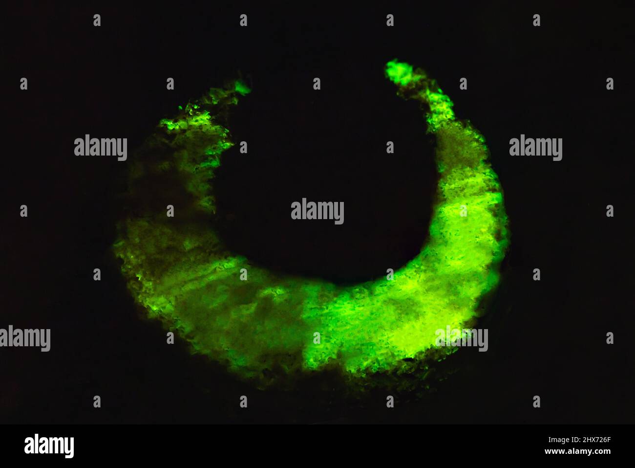 Einzigartigen Hintergrund Textur von bioluminescent Holz, die im Dunkeln leuchten Stockfoto