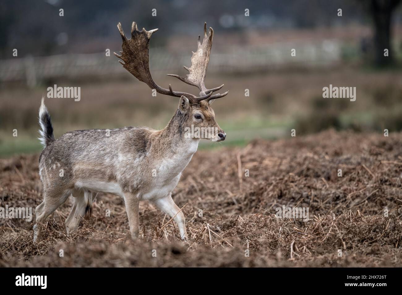 Junger erwachsener Hirsch mit seinem ersten Geweih Stockfoto