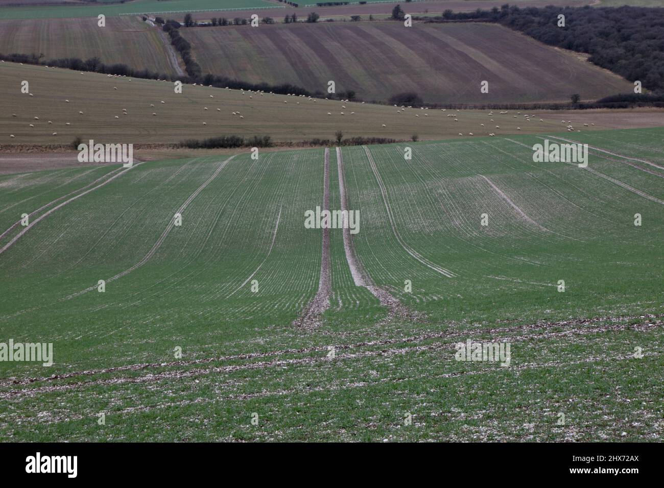 Winterdown Bottom auf East Garston Down, Lambourn Downs, berkshire, England, Großbritannien Stockfoto