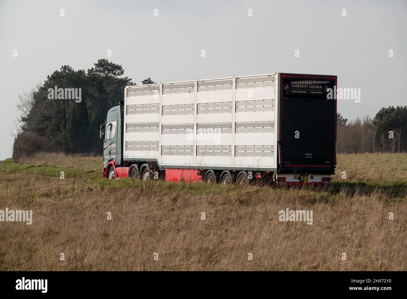 Rck- und Seitenansicht des silbernen belüfteten Sattelschleppers, der Nutztiervieh über die offene Landschaft transportiert Stockfoto