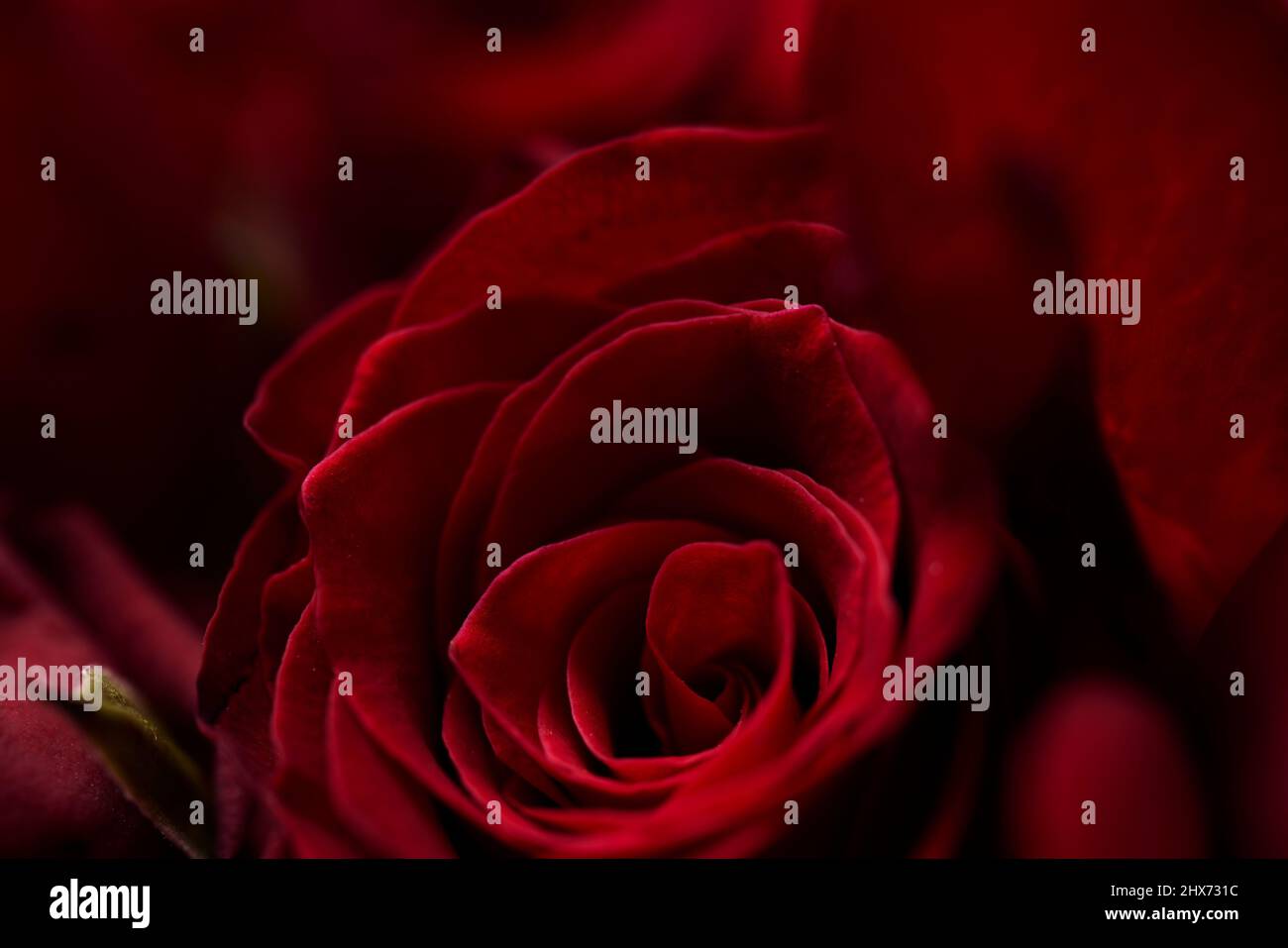 Nahaufnahme von roten Rosen Stockfoto