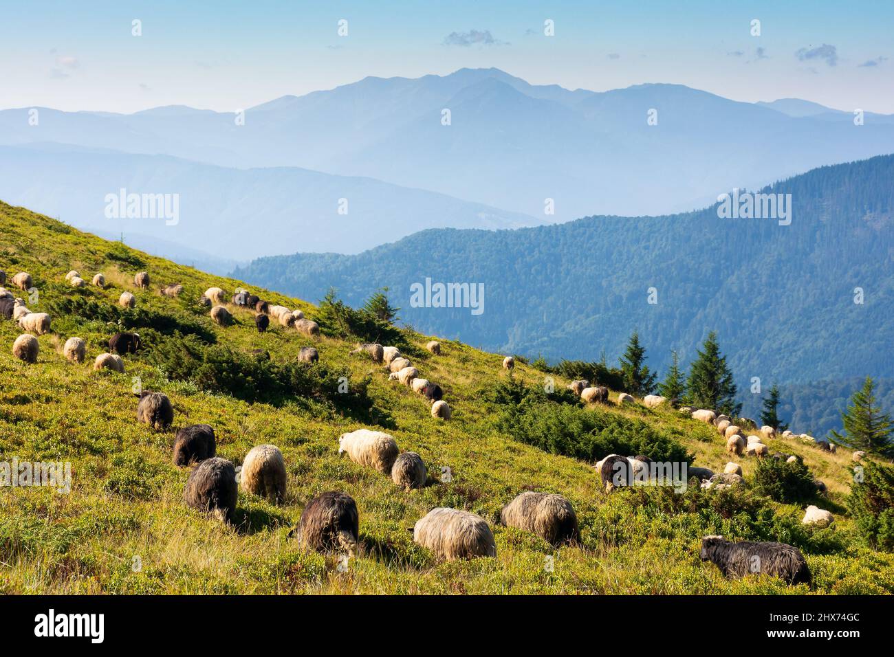 Schafe auf der Wiese in den Bergen. Tiere grasen grünes Gras. Landschaft der karpaten im Sommer. Grat in der Ferne. Helle sonnige Wea Stockfoto