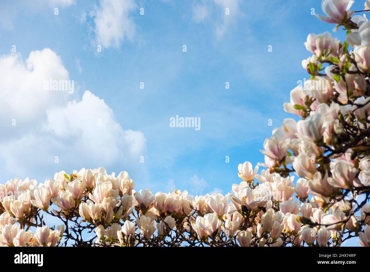 Schöne weiße Magnolienbaumblüte im Frühling. Frische rosa Blume auf dem Ast unter einem blauen Himmel mit Wolken. Naturhintergrund eines Gartens Stockfoto