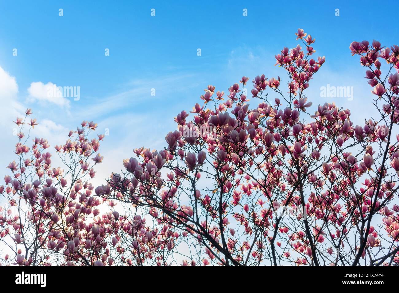 Dekorativer Baum der Magnolie in der Blüte. Romantische rosa Blume im Frühling. botanischer Hintergrund eines Gartens Stockfoto
