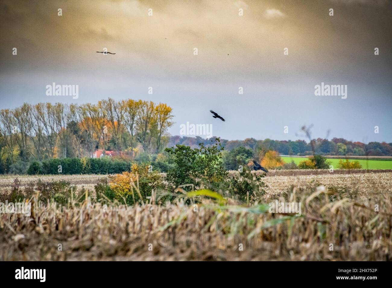 Dramatische Herbstlandschaft mit Krähen, die über Feldern schweben Stockfoto