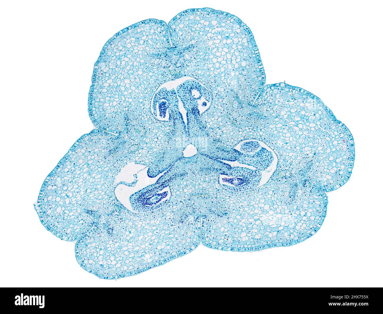 Mikroskopischer Querschnitt pflanzlicher Stammzellen, botanisches Bildungsbild mit detaillierter Zellstruktur und hochauflösender mikroskopischer Ansicht Stockfoto