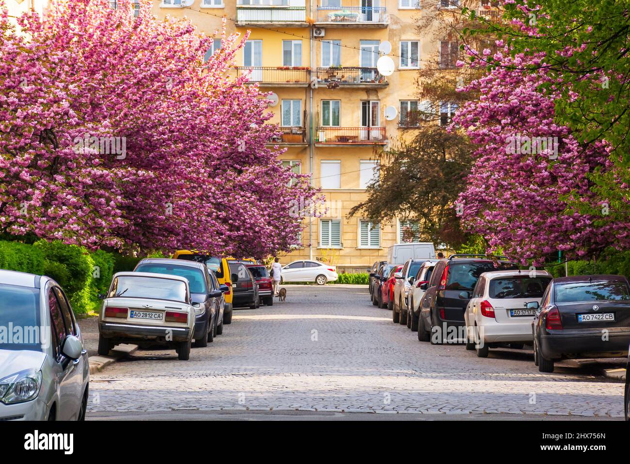 Uzhgorod, ukraine - 05. Mai 2021: Kirschblüte im Morgenlicht auf den Straßen. Blühende Sakura-Bäume entlang der Straße mit geparkten Autos Stockfoto