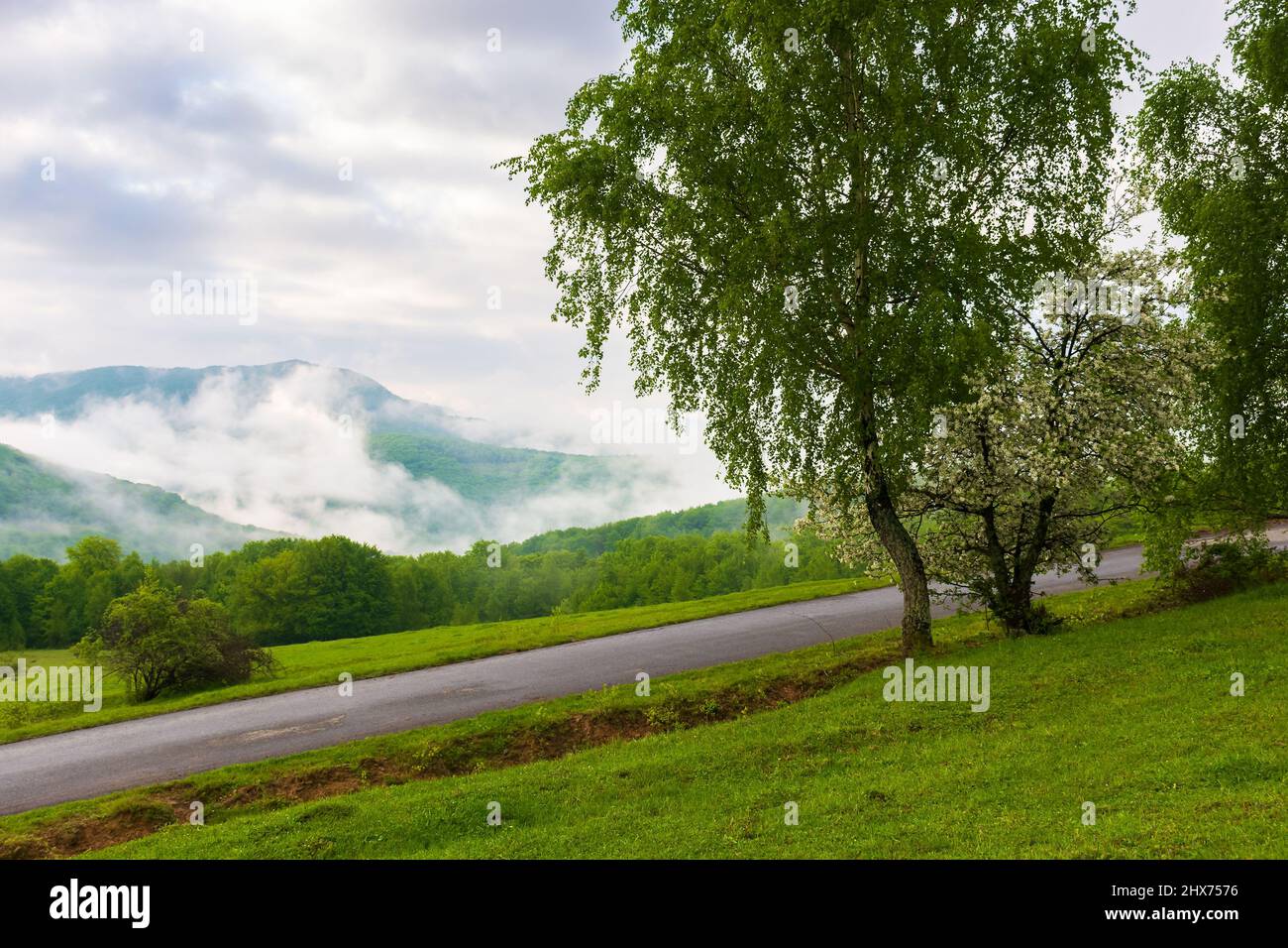 Landstraße in den Bergen. Schöne Naturkulisse an einem nebligen Morgen. Bäume auf der Wiese über dem Tal im Nebel unter einem Himmel mit Wolken Stockfoto