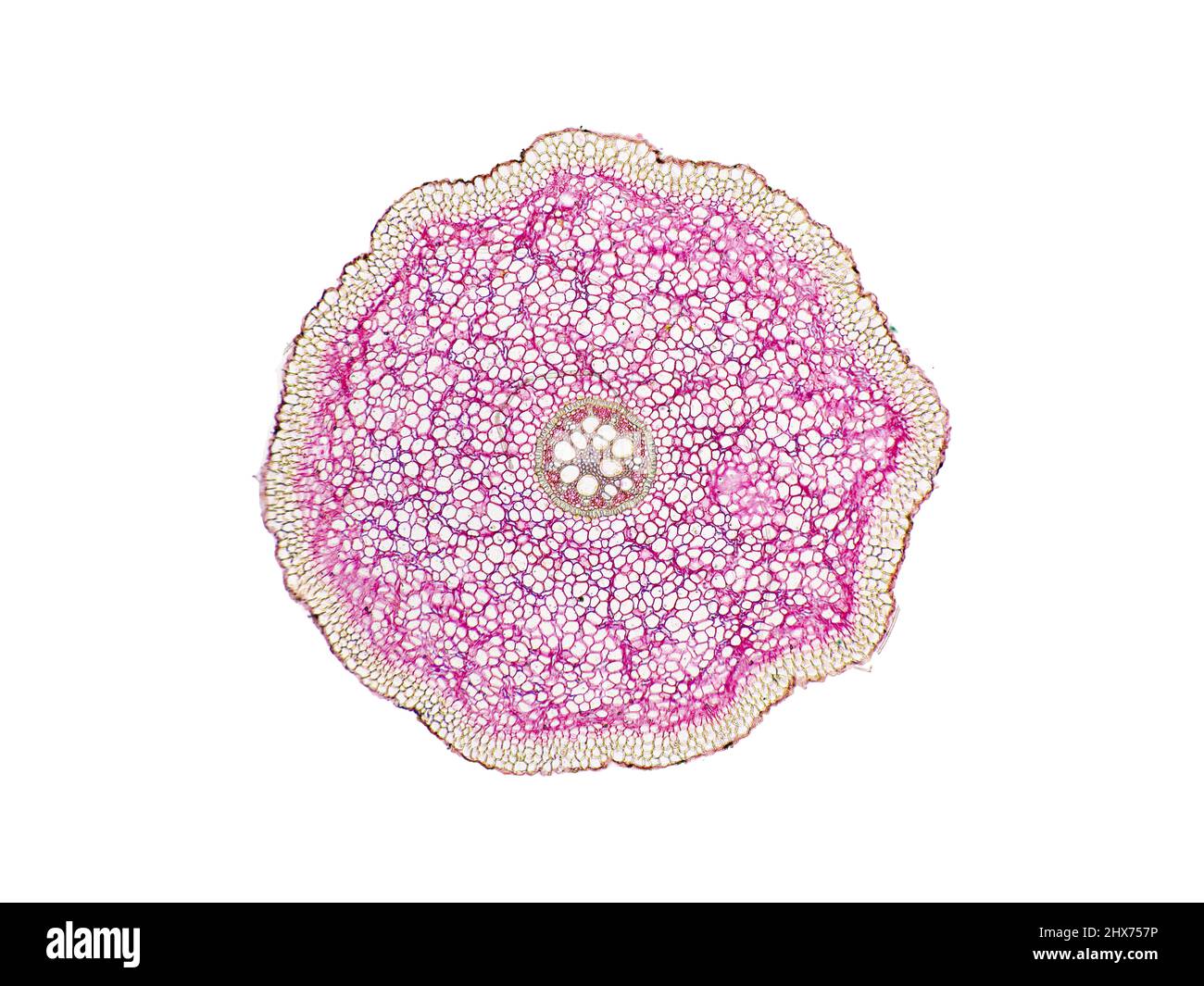 Mikroskopischer Querschnitt pflanzlicher Stammzellen, botanisches Bildungsbild mit detaillierter Zellstruktur und hochauflösender mikroskopischer Ansicht Stockfoto